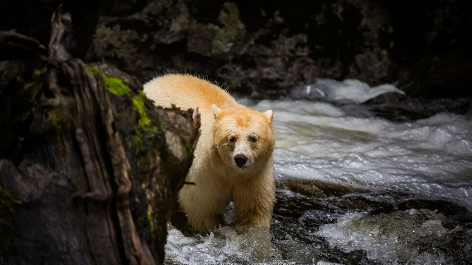 Kermode Bear, also known as Spirit Bear, walking through the forest in British Columbia